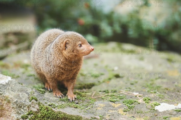 Ethiopian dwarf mongoose (Helogale hirtula) standing on a rock