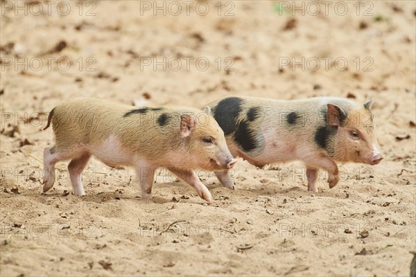 Vietnamese Pot-bellied piglets