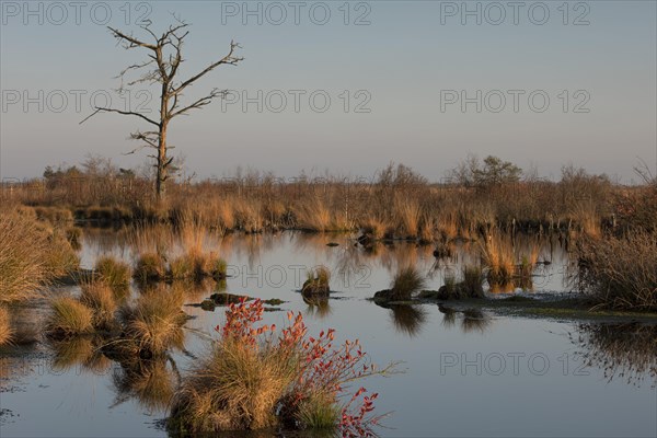 Goldenstedter Moor