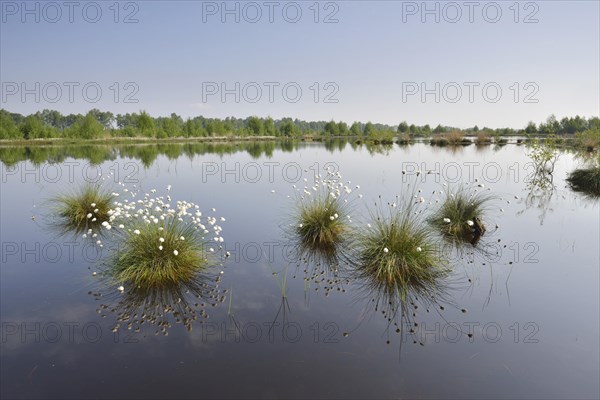 Hare's-tail cottongrass (Eriophorum vaginatum) in a bog