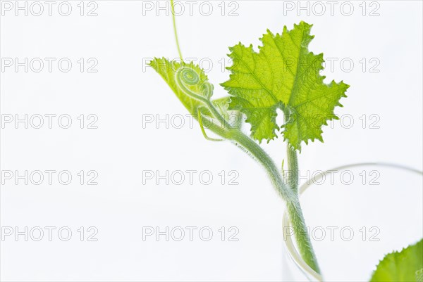 Pumpkin (Cucurbita) vine plants with tendril isolated on white