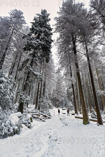 Hikers in the snowy forest