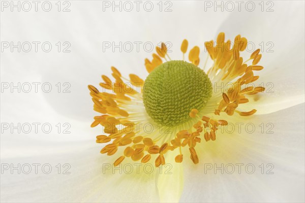 White chinese anemones (Anemone hupehensis)