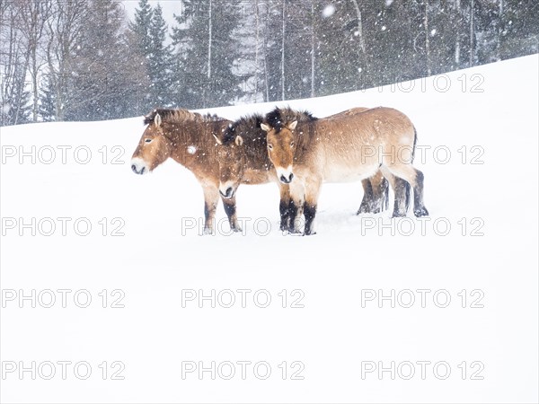 Przewalski's horses (Equus przewalskii) during snowfall in winter