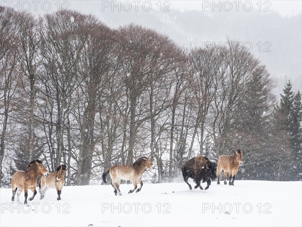 American bison (Bos bison) and przewalski's horses (Equus przewalskii) during snowfall in winter