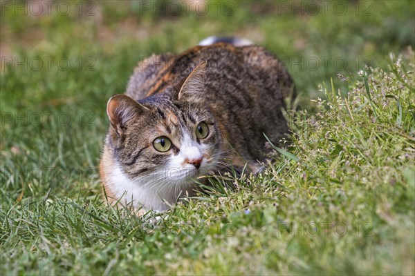 European shorthair