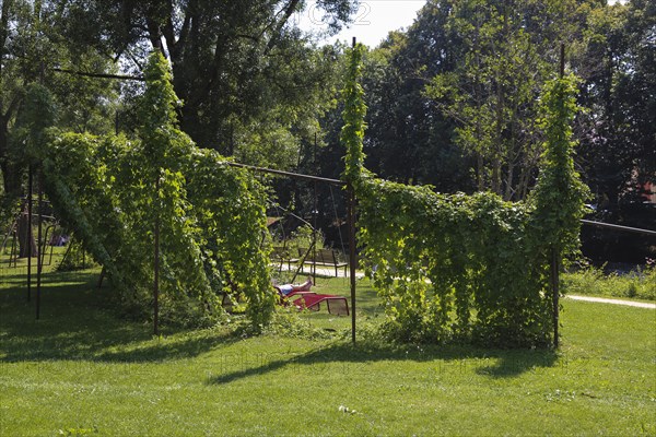 Benches and climbing plants in Donaupark