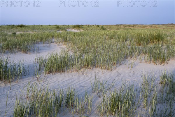 Marram Grass