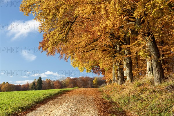 Colourful autumn colours in the forest near Liggeringen