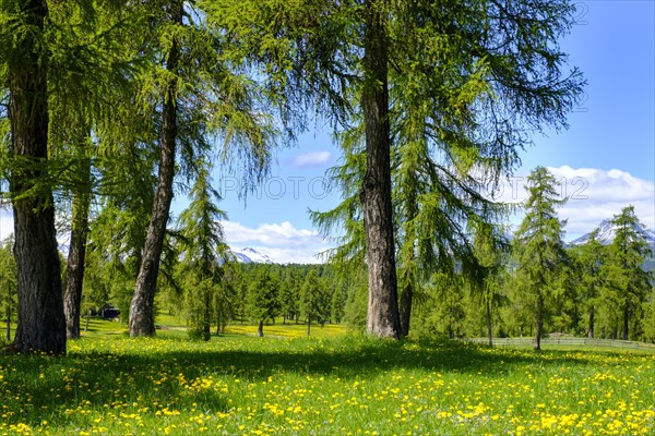 Larch meadows in spring