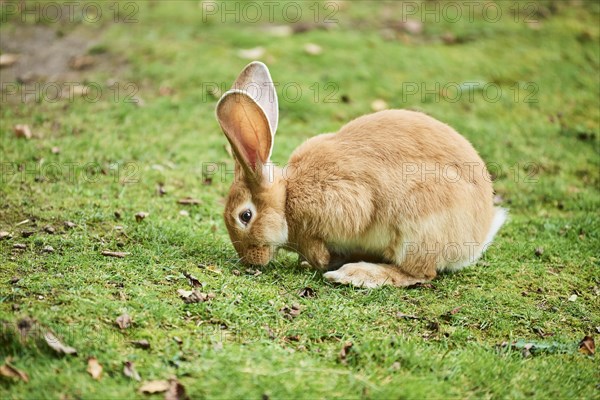 Domesticated rabbit (Oryctolagus cuniculus forma domestica) on a meadow