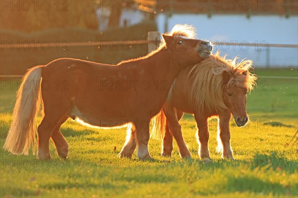 Horse (Equus)