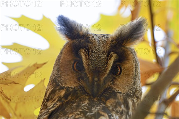 Long-eared owl (Asio otus)