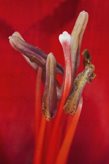 Red amaryllis