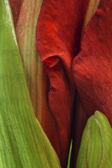 Red amaryllis