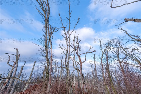 Osterwald near Zingst