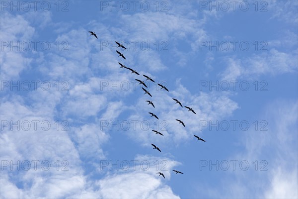 Flock of wild geese