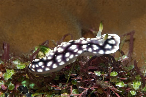 Magnificent star snail (Chromodoris geometrica)