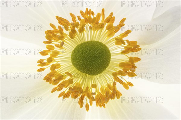 White chinese anemones (Anemone hupehensis)