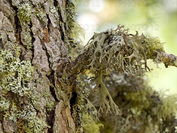 Lichens on a european larch (Larix decidua)