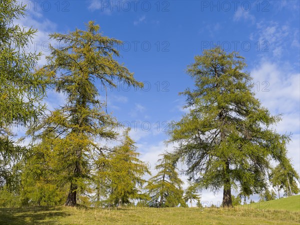 Larch meadows on the Salten