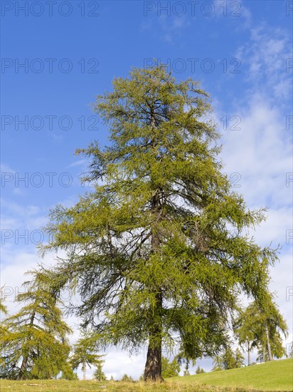 Larch meadows on the Salten