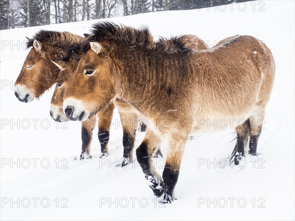 Przewalski's horses (Equus przewalskii) during snowfall in winter