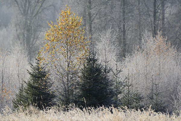 Forest clearing