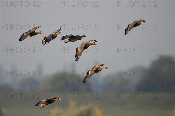 Greater white-fronted goose (Anser albifrons)