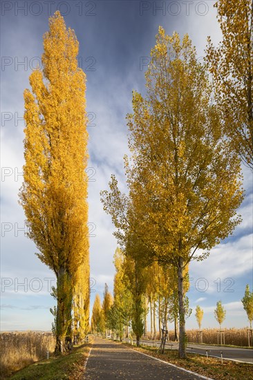 Colourful autumn leaves in the afternoon on the avenue to Reichenau Island