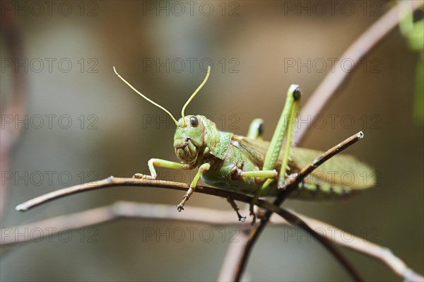 (Orthoptera) sitting on a branch