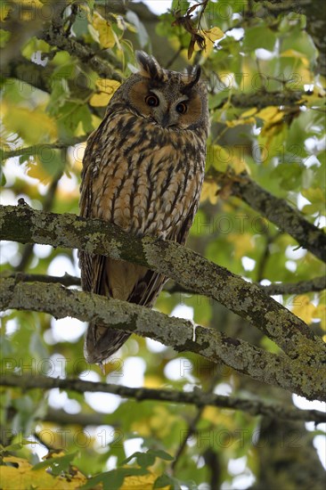 Long-eared owl (Asio otus)