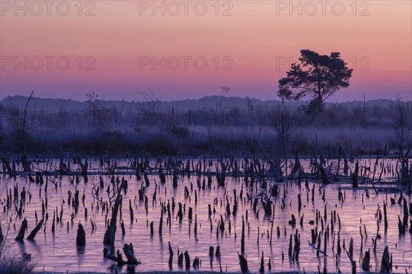 Goldenstedter Moor