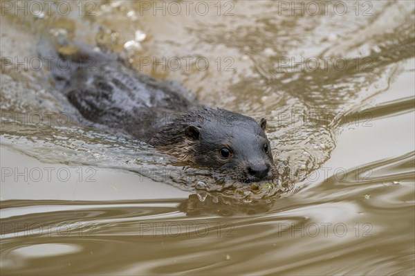 Young european otter (Lutra lutra)