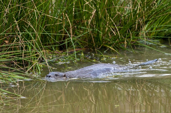 Young european otter (Lutra lutra)