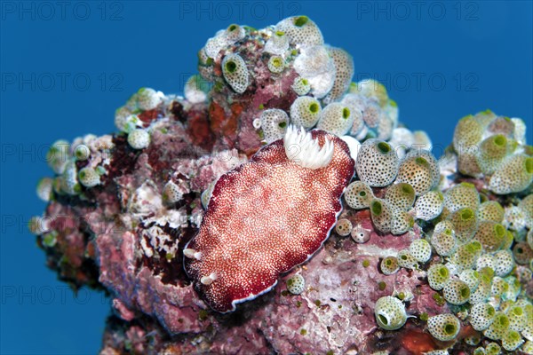 Goniobranchus reticulatus (Chromodoris reticulata)