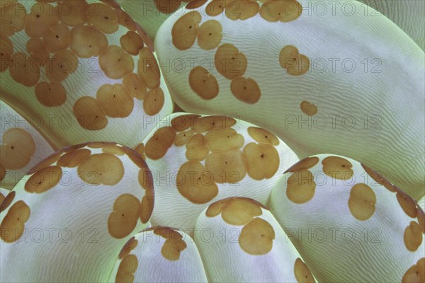 Detail of bubble coral (Plerogyra sinuosa)