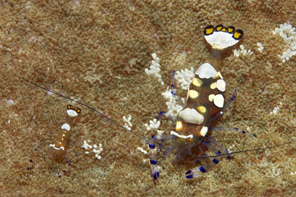 Pair of partner shrimps (Periclimenes brevicarpalus)