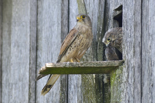 Common kestrel (Falco tinnunculus)