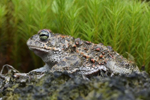 Natterjack toad (Bufo calamita)