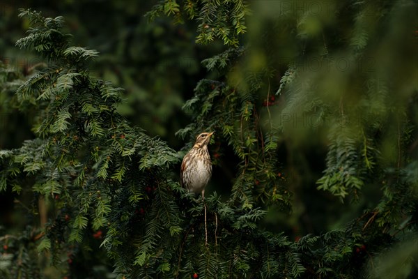 Redwing (Turdus iliacus) in a yew tree