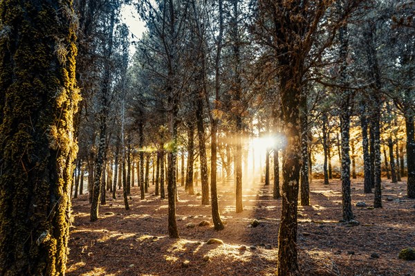 Beautiful sun rays lightening trees covered with moss in the foggy forest