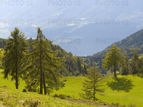 Larch meadows on the Salten