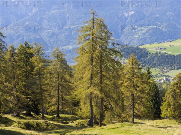 Larch meadows on the Salten