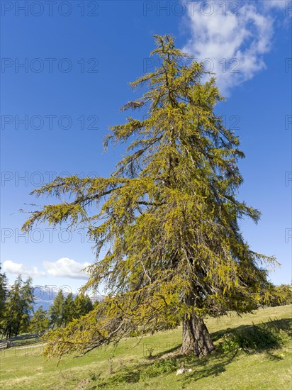 Larch meadows on the Salten