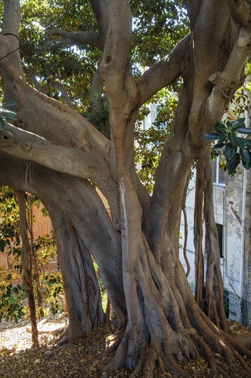 Large strangler fig