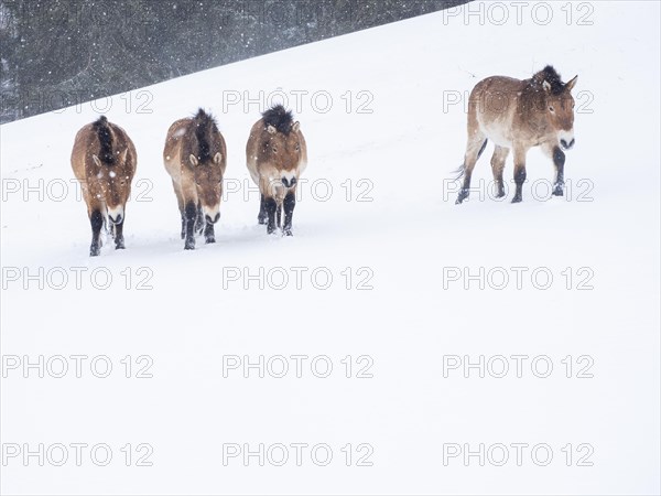 Przewalski's horses (Equus przewalskii) during snowfall in winter