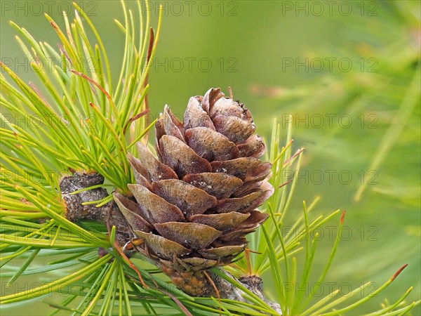 Larch cones and european larch (Larix decidua)