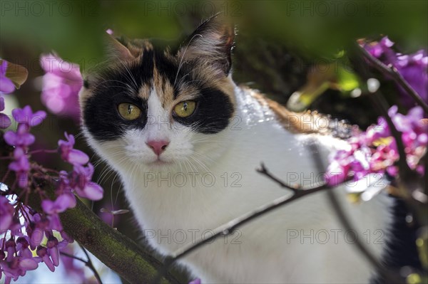 European shorthair