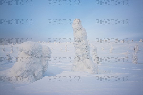 Iced spruces